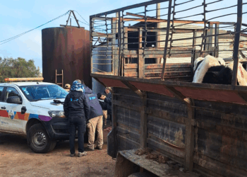 También se interdictaron 380 animales. Faenamiento