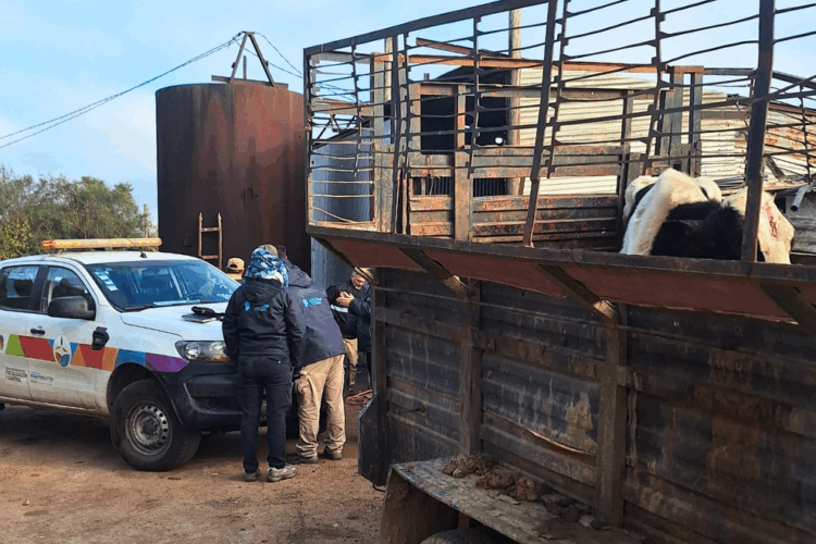 También se interdictaron 380 animales. Faenamiento