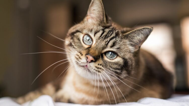 Gatos