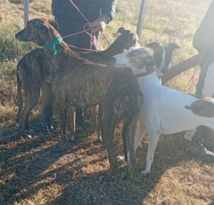 Galgos