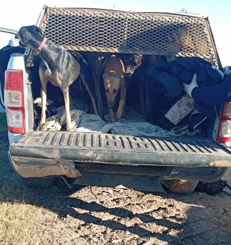 Galgos