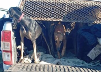 Galgos