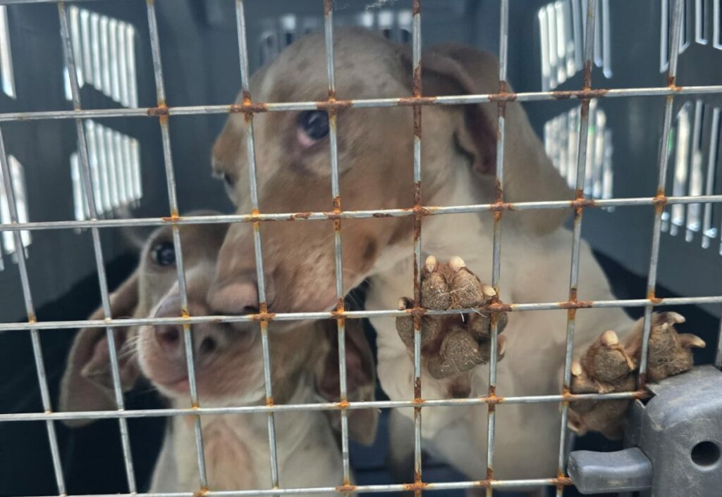 Rescataron a 30 perros de distintas razas de un criadero clandestino