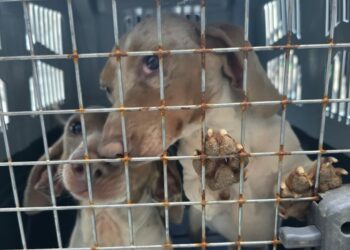 Rescataron a 30 perros de distintas razas de un criadero clandestino