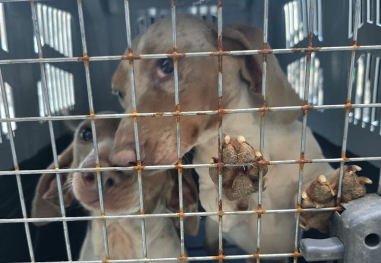 Unos 28 perros Dachshund fueron rescatados. Foto: Policía de Córdoba.