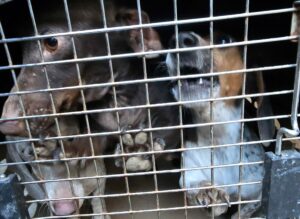 Rescataron a 30 perros de distintas razas de un criadero clandestino Rescataron a 30 perros de distintas razas de un criadero clandestino