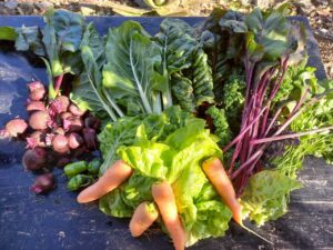 Del saber a la tierra: La Verdolaga, una “huerta escuela” comunitaria