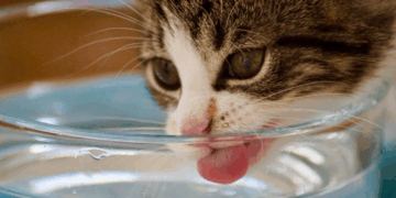 Gatos