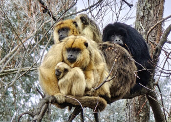 Una de las familias de monos carayá que viven en la reserva de La Cumbre.