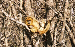 Proyecto Carayá: un tesoro para visitar en vacaciones Una hembra carayá con su cría en los árboles de la reserva.