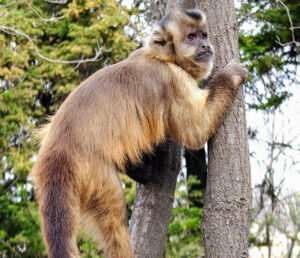 Proyecto Carayá: un tesoro para visitar en vacaciones Los monos capuchinos de la reserva no tienen problema en que los visitantes se acerquen a tomarles fotografías.