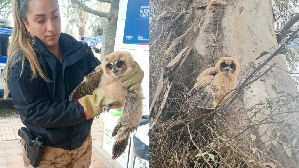 Rescataron a un pichón de búho orejudo en Villa Esquiú