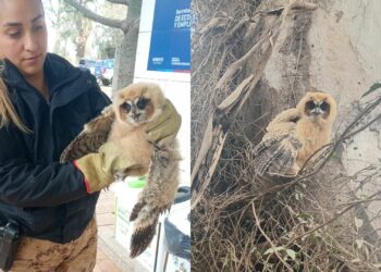 Rescataron a un pichón de búho orejudo en Villa Esquiú