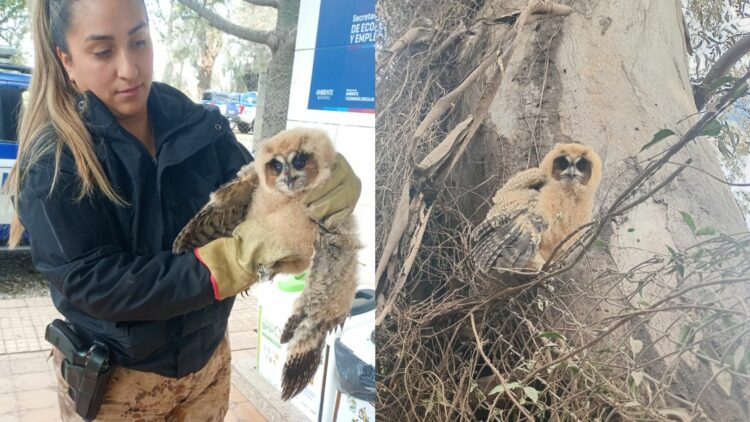 El ave, que intentaba volar por primera vez, fue rescatada por la Patrulla Ambiental.