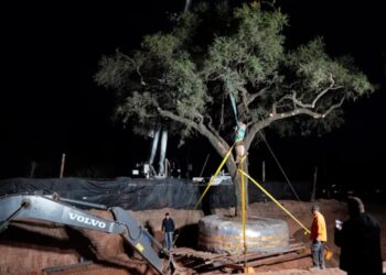 Se define hoy el futuro del quebracho: de no conseguir grúa sería talado