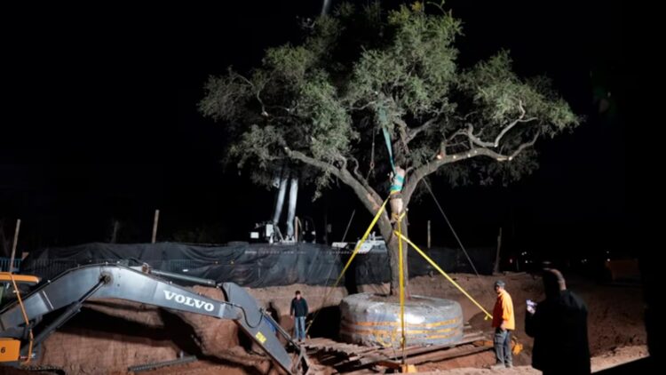 Intento fallido de trasladar el quebracho en la noche del miércoles. Foto: gentileza El Doce.