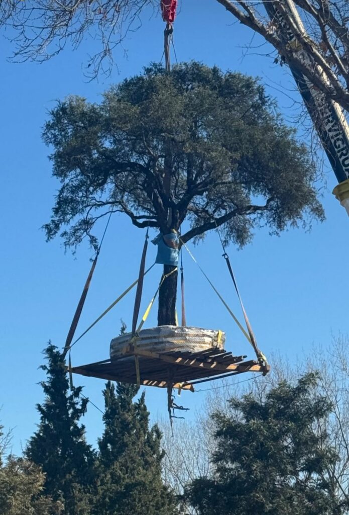 Finalmente se trasladó el quebracho blanco de Villa Allende, con una grúa de Tucumán