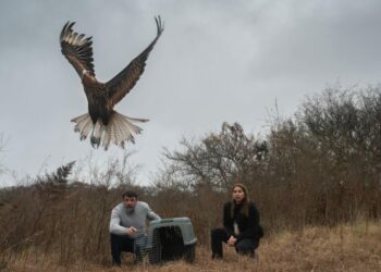 Liberaron 15 animales silvestres en Santa María tras su recuperación