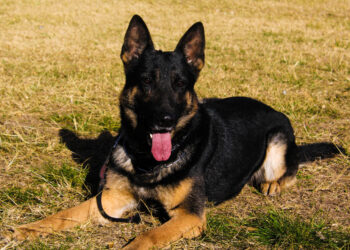 Se retiró Juez, el perro más veterano de la Brigada Canina de Policía Ambiental