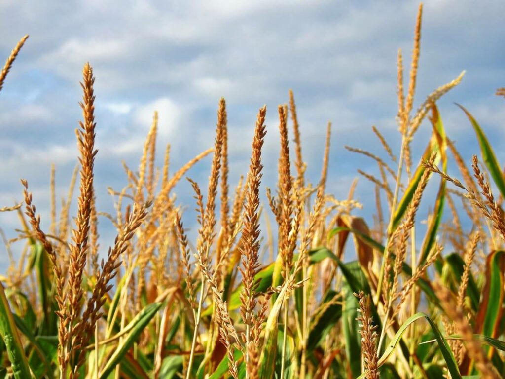 Avanza la cosecha de maíz en Buenos Aires y La Pampa, ya se recolectó el 40%