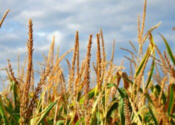Avanza la cosecha de maíz en Buenos Aires y La Pampa, ya se recolectó el 40%