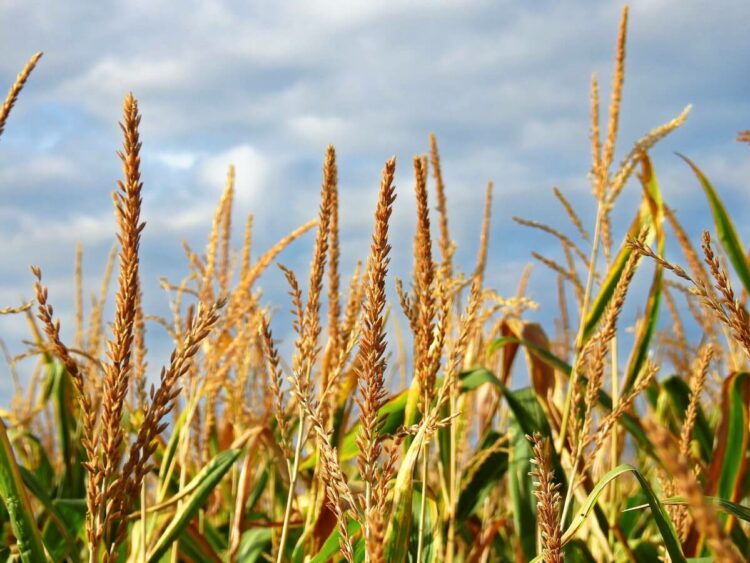 Avanza en un 40% la recolección de maíz en las provincias de La Pampa y en Buenos Aires