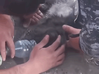 Salvaron a una gatita con discapacidad motriz atrapada en un incendio