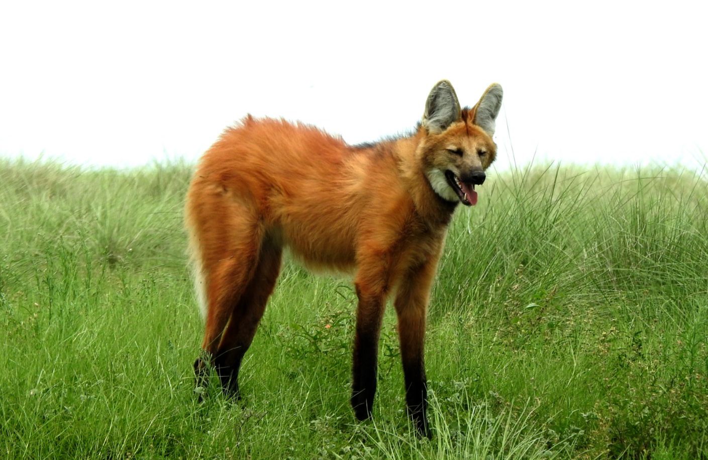 Aguará Guazú (Chrysocyon brachyurus)
