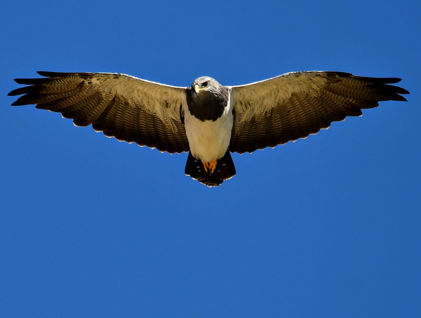 La Provincia declaró Monumentos Naturales a ocho especies de fauna