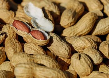 Con gran aporte cordobés, Argentina es el mayor exportador mundial de maní