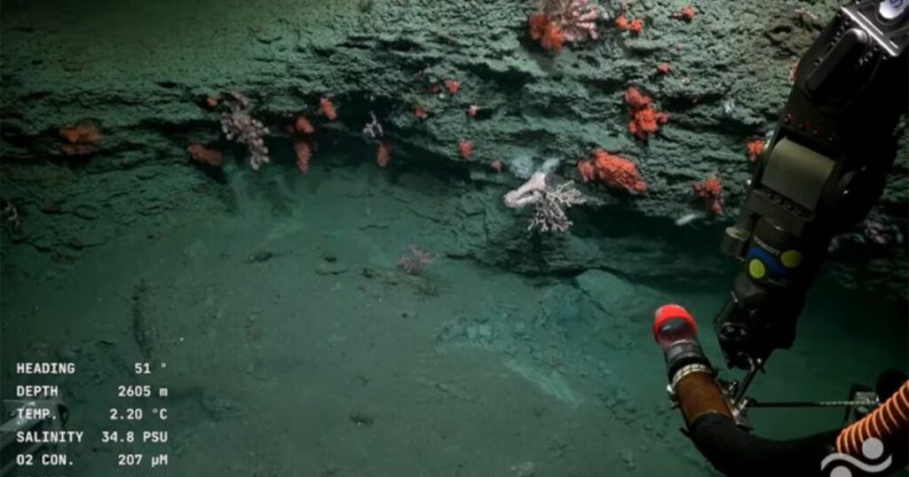 Conicet: Último día de la asombrosa exploración submarina en VIVO