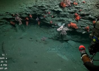 Conicet: Último día de la asombrosa exploración submarina en VIVO