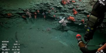 Conicet: Último día de la asombrosa exploración submarina en VIVO