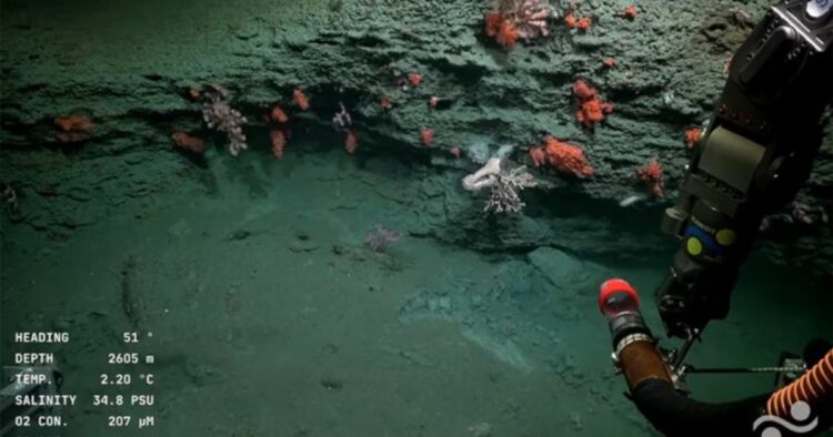La última transmisión en vivo por el canal de YouTube del Schmidt Ocean Institute comenzó en la madrugada de hoy y se extenderá hasta las cuatro de la tarde.