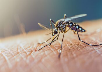 El impacto del dengue se ha intensificado en los últimos años como consecuencia directa del cambio climático.