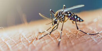 El impacto del dengue se ha intensificado en los últimos años como consecuencia directa del cambio climático.