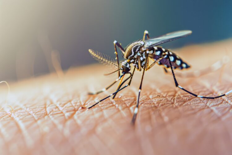 El impacto del dengue se ha intensificado en los últimos años como consecuencia directa del cambio climático.