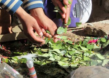 Día de la Pachamama: qué es el corpachar y por qué se toma caña con ruda