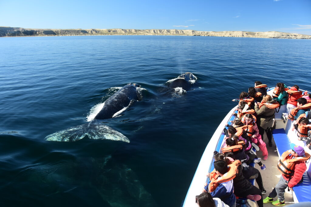 El mejor momento para avistar ballenas en Puerto Madryn con descuentos