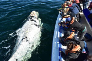 El mejor momento para avistar ballenas en Puerto Madryn con descuentos