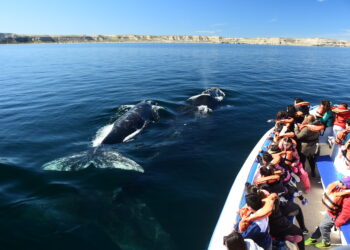 El mejor momento para avistar ballenas en Puerto Madryn con descuentos