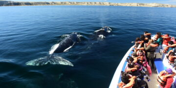 El mejor momento para avistar ballenas en Puerto Madryn con descuentos