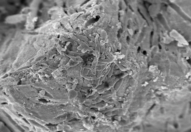 Investigadoras de la UNC logran reparar microfisuras en el hormigón utilizando bacterias