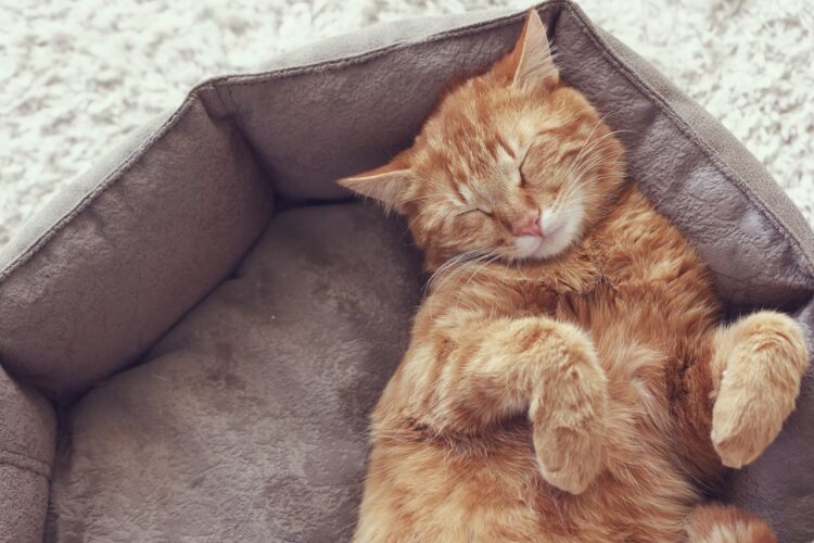Felino
