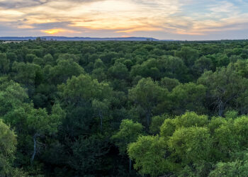 La iniciativa contribuye a mantener o incrementar los atributos de conservación de los bosques nativos, y a reducir la tasa de deforestación en la provincia.