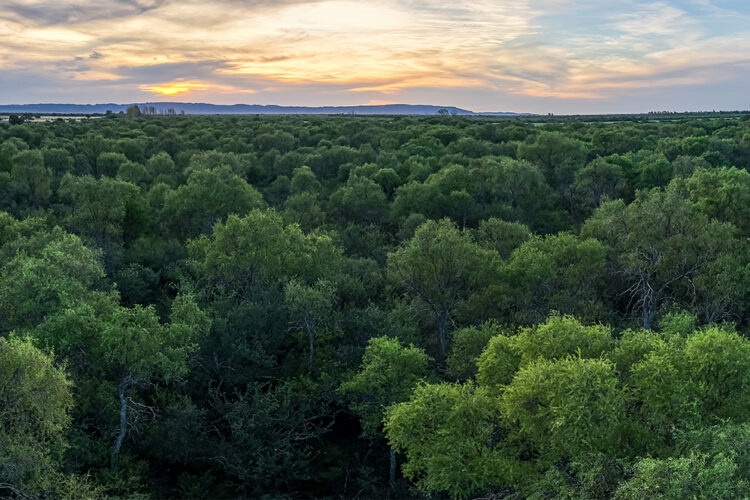 La iniciativa contribuye a mantener o incrementar los atributos de conservación de los bosques nativos, y a reducir la tasa de deforestación en la provincia.