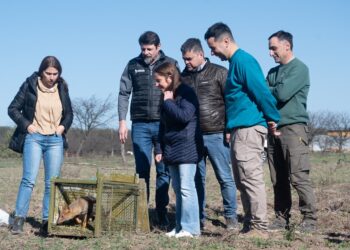 Liberaron a más de 60 animales silvestres tras ser rehabilitados