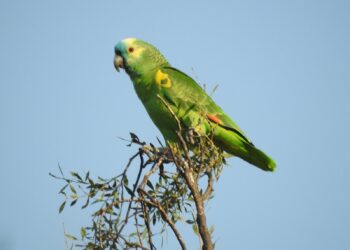 Loro Hablador (Amazona aestiva)