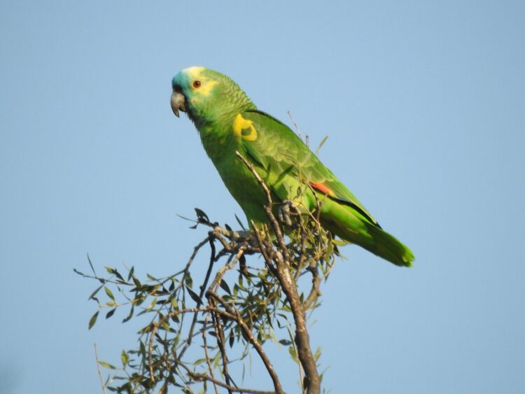 Loro Hablador (Amazona aestiva)