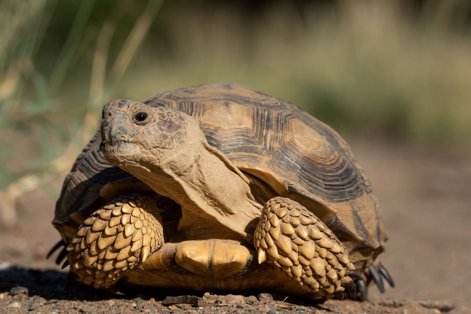 Tortuga Chaqueña o Terrestre (Chelonoidis chilensis)